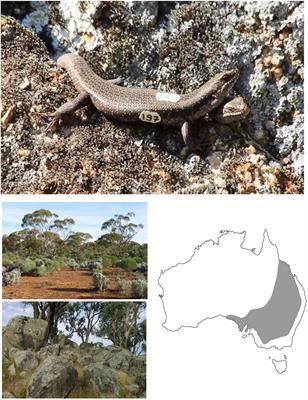 Socioecology of the Australian Tree Skink (Egernia striolata)